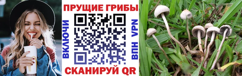 Псилоцибиновые грибы Cubensis  Курганинск 