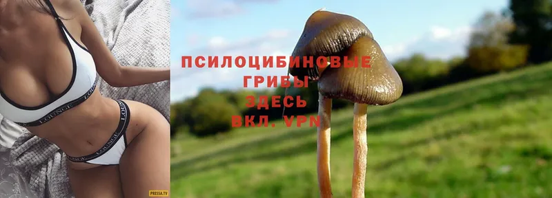 Псилоцибиновые грибы Psilocybine cubensis  купить наркотик  кракен   Курганинск 